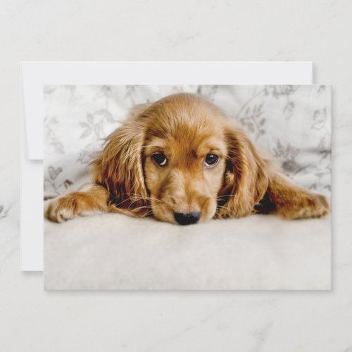 Cutest Baby Animals  Cocker Spaniel Puppy Thank You Card