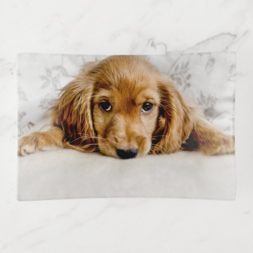 Cutest Baby Animals  Cocker Spaniel Puppy Trinket Tray