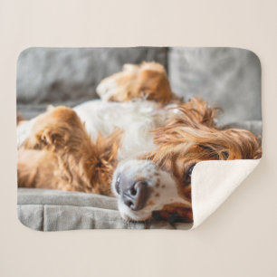 Cutest Baby Animals Cocker Spaniel Sherpa Blanket