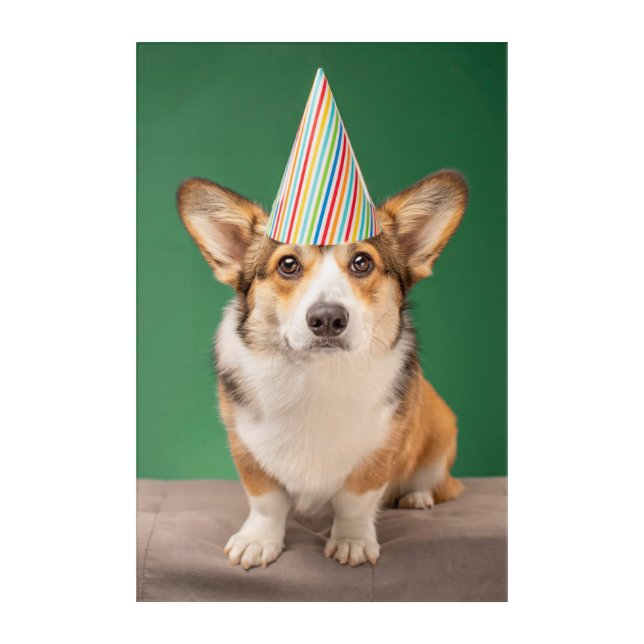 Cutest Baby Animals | Corgi Birthday Puppy Acrylic Print (Front)