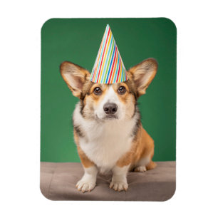 Cutest Baby Animals Corgi Birthday Puppy Magnet