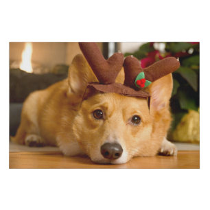 Cutest Baby Animals Corgi Christmas Reindeer Faux Canvas Print