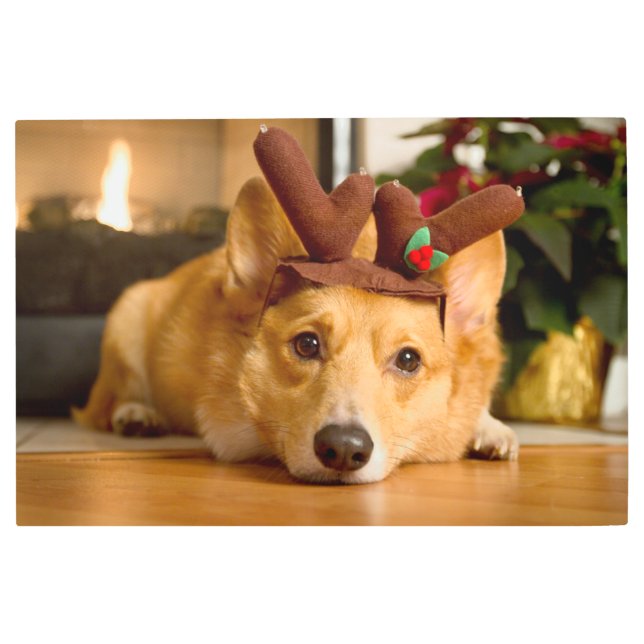 Cutest Baby Animals | Corgi Christmas Reindeer Metal Print (Front)