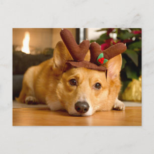 Cutest Baby Animals   Corgi Christmas Reindeer Postcard