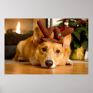 Cutest Baby Animals Corgi Christmas Reindeer Poster