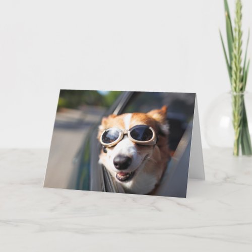 Cutest Baby Animals  Corgi Goggles in the Car Card