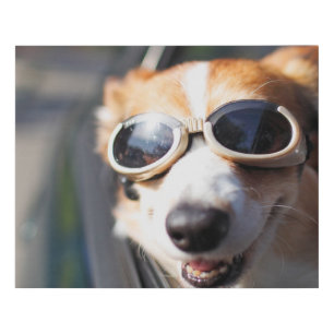 Cutest Baby Animals Corgi Goggles in the Car Faux Canvas Print