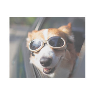Cutest Baby Animals   Corgi Goggles in the Car Gallery Wrap