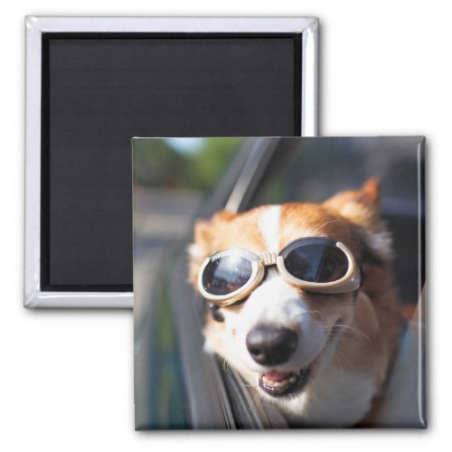 Cutest Baby Animals  Corgi Goggles in the Car Magnet