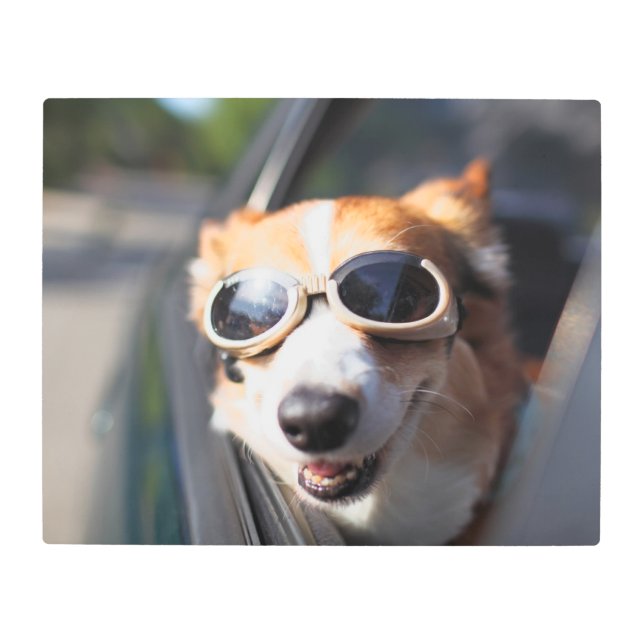 Cutest Baby Animals | Corgi Goggles in the Car Metal Print (Front)