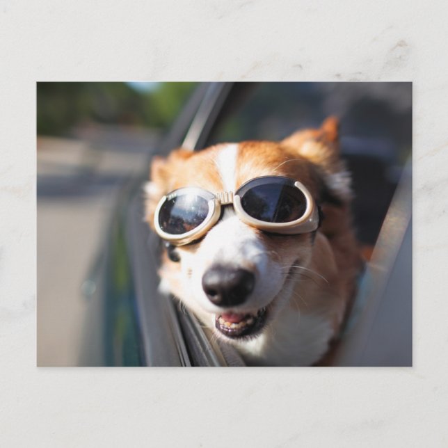 Cutest Baby Animals | Corgi Goggles in the Car Postcard (Front)