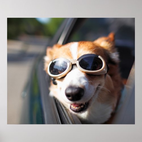 Cutest Baby Animals  Corgi Goggles in the Car Poster
