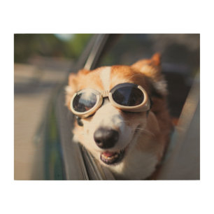 Cutest Baby Animals   Corgi Goggles in the Car Wood Wall Art