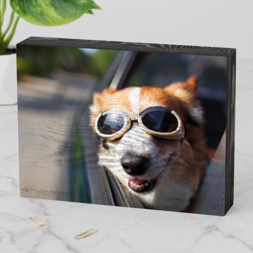 Cutest Baby Animals  Corgi Goggles in the Car Wooden Box Sign