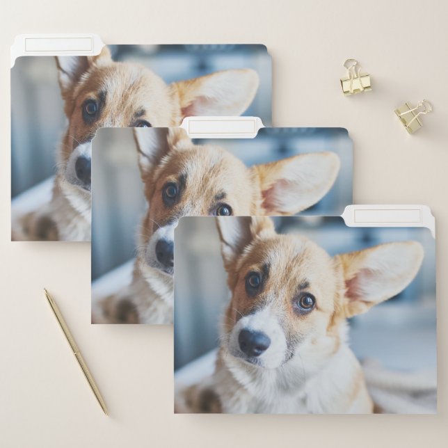 Cutest Baby Animals | Corgi Head Tilt File Folder (Set)