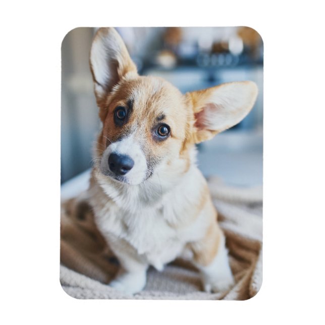 Cutest Baby Animals | Corgi Head Tilt Magnet (Vertical)