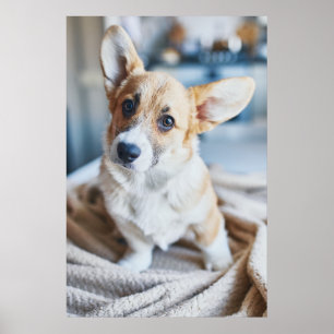 Cutest Baby Animals   Corgi Head Tilt Poster
