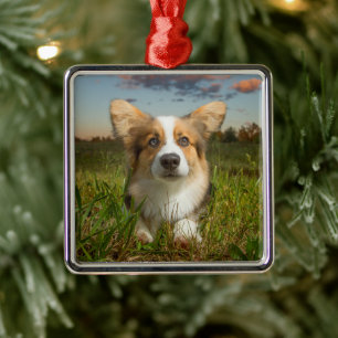 Cutest Baby Animals Corgi in Cloudy Yard Metal Ornament