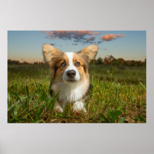 Cutest Baby Animals   Corgi in Cloudy Yard Poster