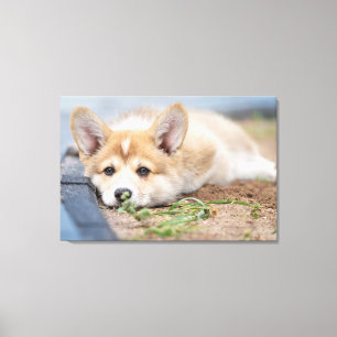 Cutest Baby Animals Corgi Laying in the Yard Canvas Print