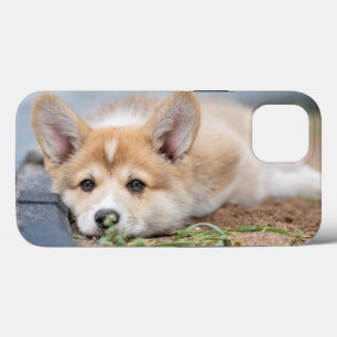 Cutest Baby Animals Corgi Laying in the Yard iPhone 13 Case