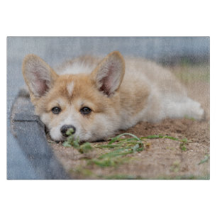 Cutest Baby Animals Corgi Laying in the Yard Cutting Board