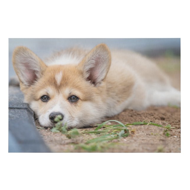 Cutest Baby Animals | Corgi Laying in the Yard Faux Canvas Print (Front)