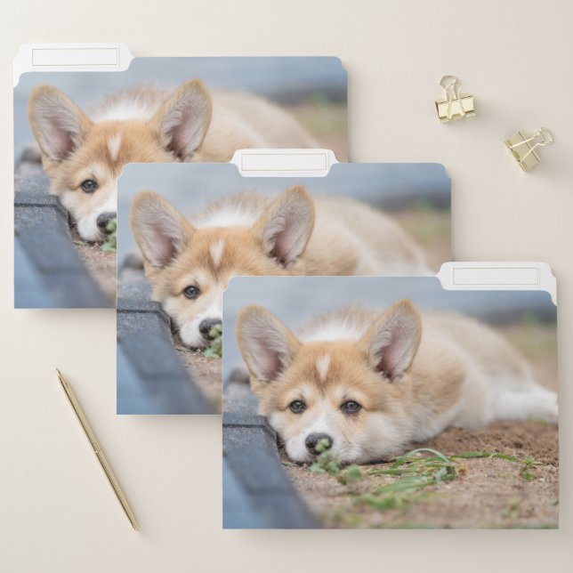 Cutest Baby Animals | Corgi Laying in the Yard File Folder (Set)