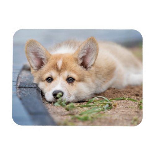 Cutest Baby Animals  Corgi Laying in the Yard Magnet