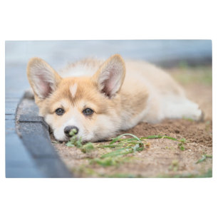 Cutest Baby Animals Corgi Laying in the Yard Metal Print