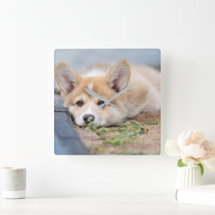 Cutest Baby Animals Corgi Laying in the Yard Square Wall Clock