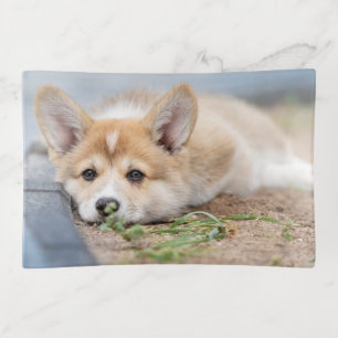 Cutest Baby Animals Corgi Laying in the Yard Trinket Tray