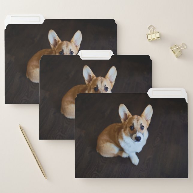 Cutest Baby Animals | Corgi Looking Up File Folder (Set)