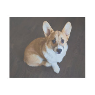 Cutest Baby Animals Corgi Looking Up Gallery Wrap