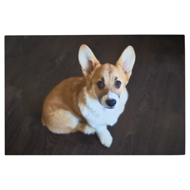 Cutest Baby Animals | Corgi Looking Up Metal Print (Front)