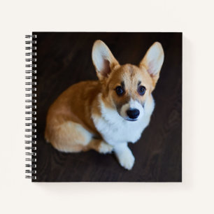 Cutest Baby Animals   Corgi Looking Up Notebook