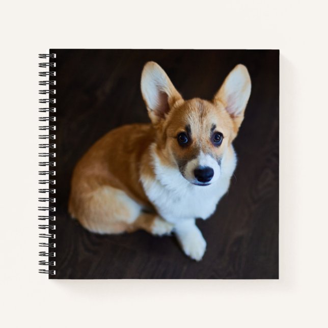 Cutest Baby Animals | Corgi Looking Up Notebook (Front)