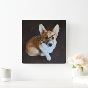 Cutest Baby Animals Corgi Looking Up Square Wall Clock