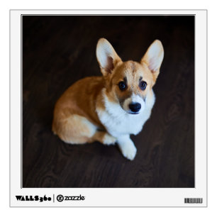 Cutest Baby Animals   Corgi Looking Up Wall Decal