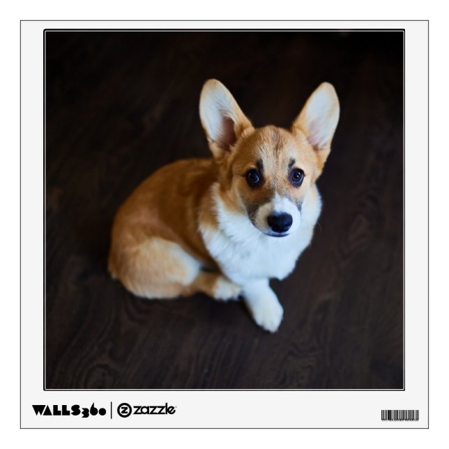 Cutest Baby Animals | Corgi Looking Up Wall Decal (Front)