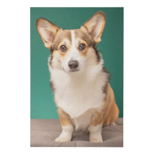 Cutest Baby Animals Corgi on Teal Faux Canvas Print