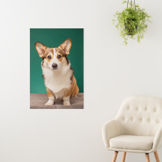 Cutest Baby Animals | Corgi on Teal Foam Board (In Situ (Wall))