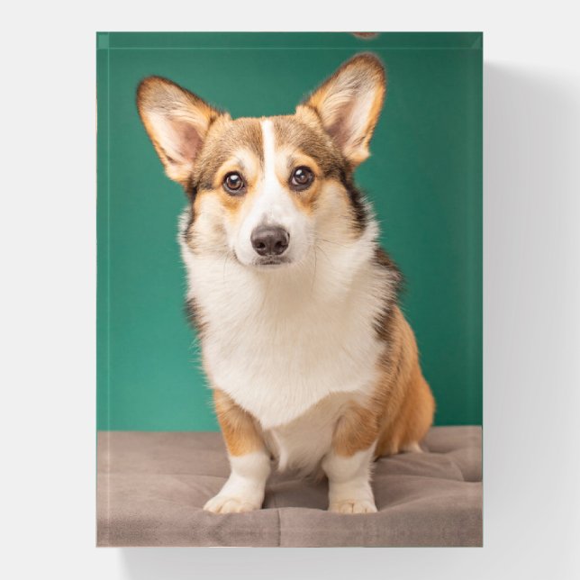 Cutest Baby Animals | Corgi on Teal Paperweight (Vertical)