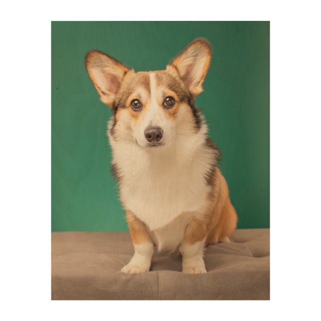 Cutest Baby Animals | Corgi on Teal Wood Wall Art (Front)