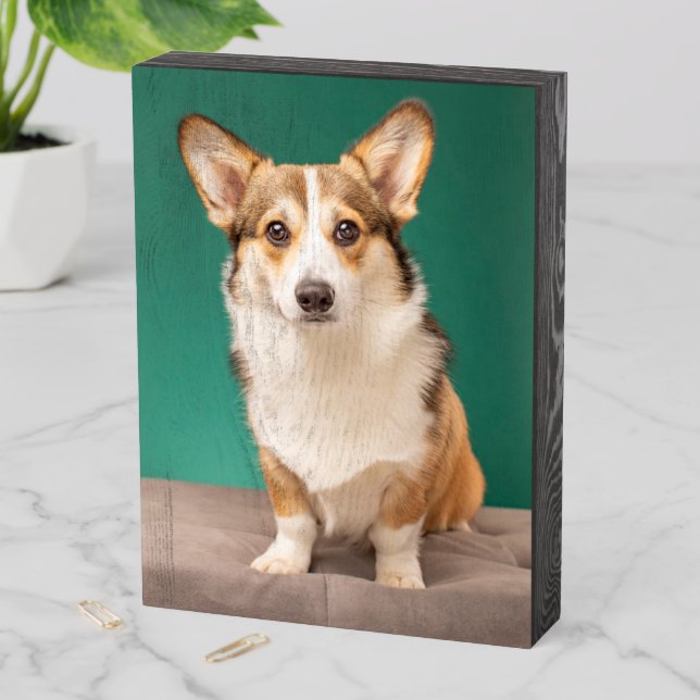Cutest Baby Animals | Corgi on Teal Wooden Box Sign (In Situ Vertical)