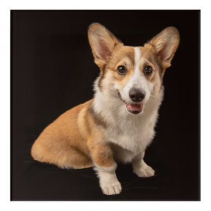 Cutest Baby Animals Corgi Portrait on Black Acrylic Print