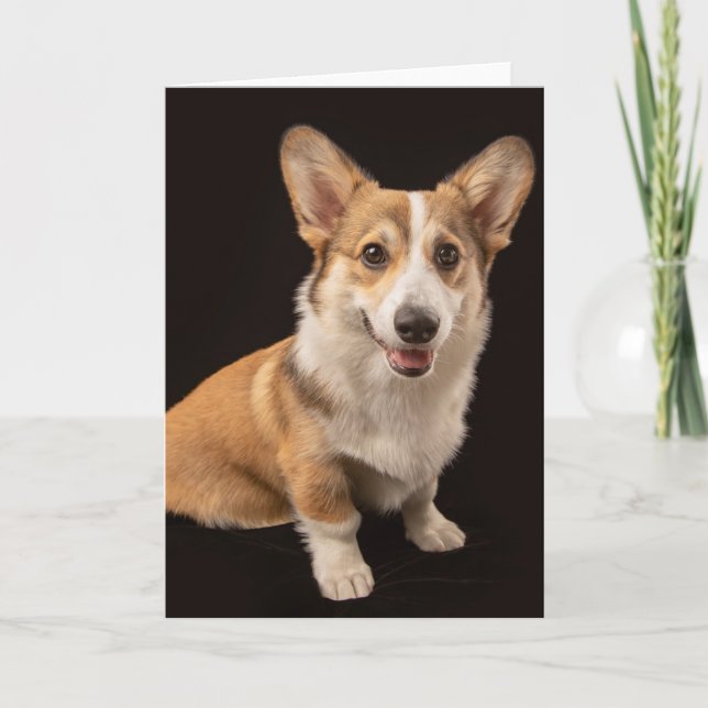 Cutest Baby Animals | Corgi Portrait on Black Card (Front)