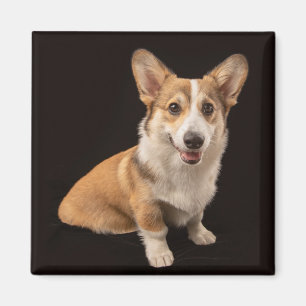 Cutest Baby Animals   Corgi Portrait on Black Magnet
