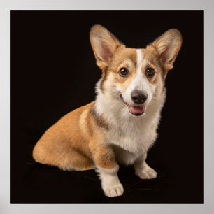 Cutest Baby Animals   Corgi Portrait on Black Poster