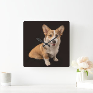 Cutest Baby Animals Corgi Portrait on Black Square Wall Clock